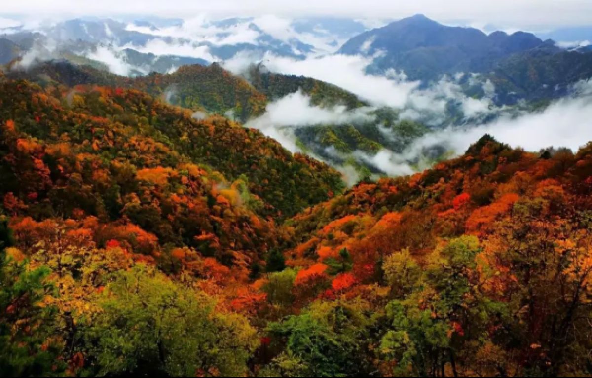 【秦岭生态环境保护】一图解读《陕西省秦岭生态环境保护条例》